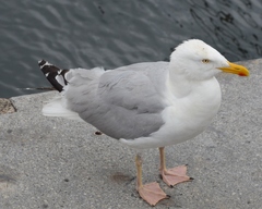 Larus argentatus