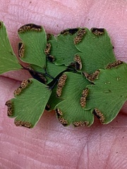 Adiantum capillus-veneris