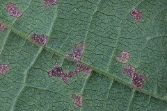 Pucciniastrum areolatum