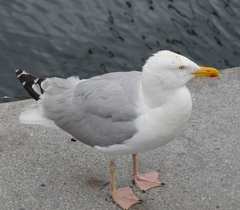 Larus argentatus