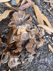 Lactarius argillaceifolius