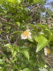 Oncoba spinosa