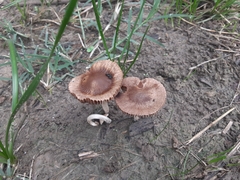 Psathyrella