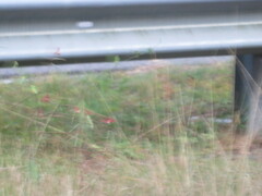 Macroptilium lathyroides