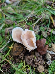 Cuphophyllus virgineus