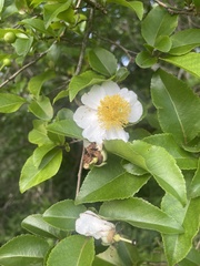 Oncoba spinosa