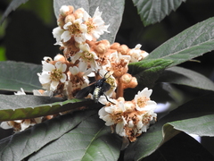 Macrocneme chrysitis