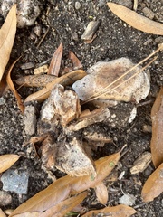 Lactarius argillaceifolius