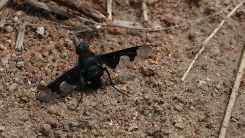 Litorhina