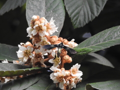 Macrocneme chrysitis