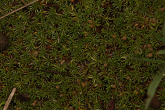 Helichrysum caespititium