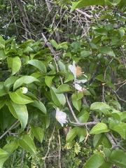 Oncoba spinosa