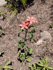 Oxypetalum coccineum