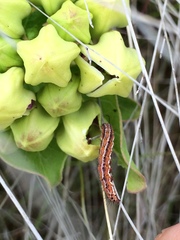 Pagara simplex