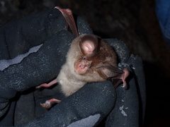 Rhinolophus euryale