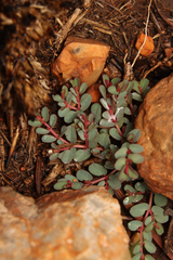 Euphorbia inaequilatera