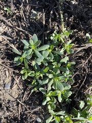 Heliotropium curassavicum