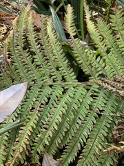 Matteuccia struthiopteris