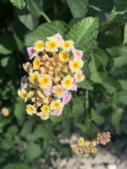 Lantana