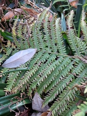 Matteuccia struthiopteris