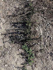 Heliotropium curassavicum