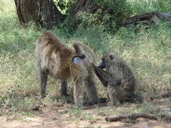 Papio anubis
