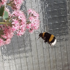 Bombus terrestris