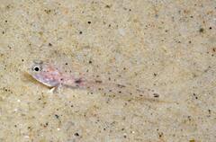 Pomatoschistus marmoratus
