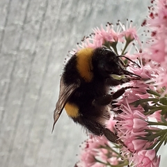Bombus terrestris