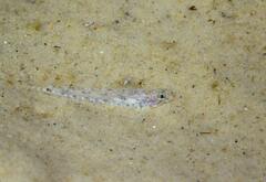Pomatoschistus marmoratus