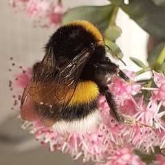 Bombus terrestris