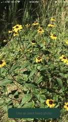 Rudbeckia triloba