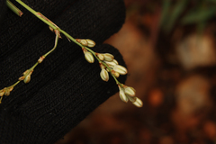 Chlorophytum saundersiae