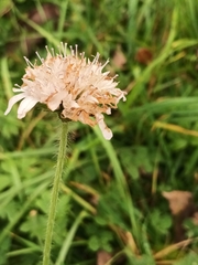 Knautia arvensis