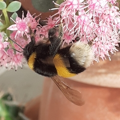 Bombus terrestris