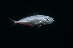 Trachurus