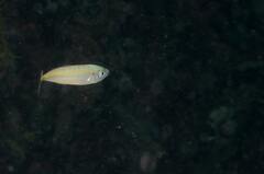 Trachurus