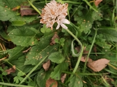 Knautia arvensis