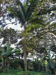 Bactris gasipaes