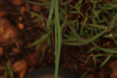 Chlorophytum saundersiae