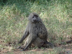 Papio anubis