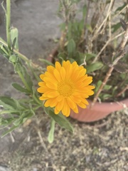 Calendula