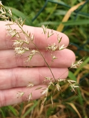 Arrhenatherum elatius