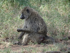 Papio anubis