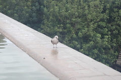 Larus