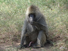 Papio anubis