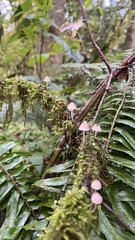 Mycena purpureofusca