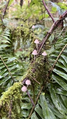 Mycena purpureofusca