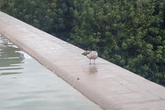 Larus