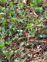 Chenopodium vulvaria